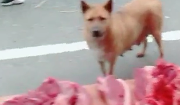 流浪狗到肉摊求食，老板娘慷慨施舍，网友：猪肉西施……