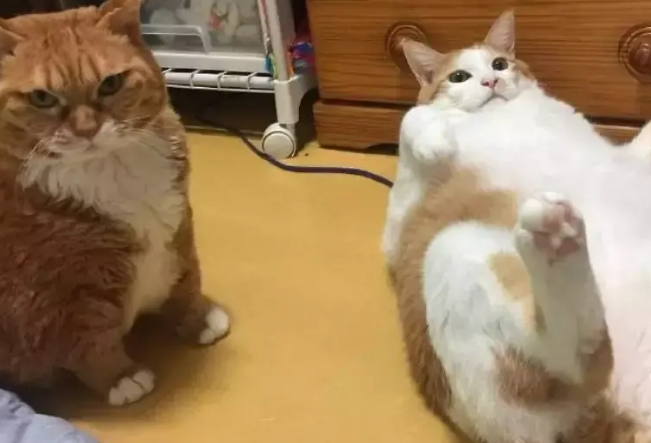 胖猫躺在地上不动了，主人觉得不对劲，猫：我翻不了身啦