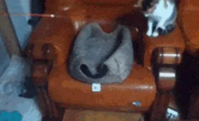 猫主子无聊时，拿着逗猫棒在逗着另外一只猫，感觉相当的配合 