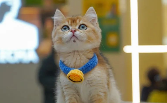 猫咪进商场，前方高萌预警！
