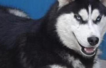 这只二哈万里挑一，被选中做了警犬，网友的评论亮了：拆迁头子