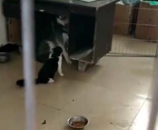 哈士奇惹怒小猫，下一秒就被猫咪吓出这幅怂样，主人：这狗不要了