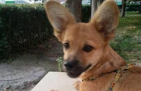 中华田园犬长大后大变样，大家看后直呼：真的是赚到了