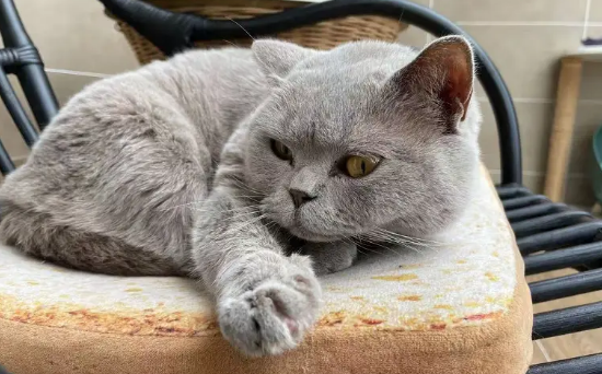 猫窝也能装“门禁”，人工智能果然可以改变生活