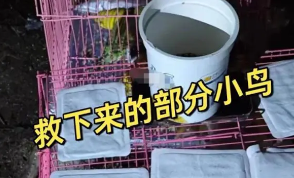 成都上千只宠物鹦鹉被野外放生，农业部门：不允许！