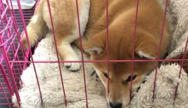 柴犬的笼子里还分了客厅和卧室，柴犬：卧室太小了！