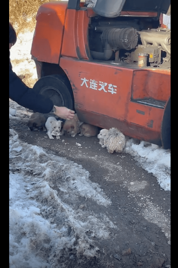 狗贩子将卖不掉的小狗遗弃，它们躲在车下冻得瑟瑟发抖，太可怜了 