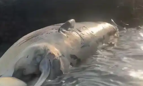 海南东方海滩现一头鲸鱼尸体