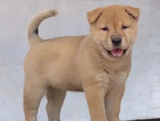 中华田园犬在多地被禁养，那么它应该去哪里？网友：太讽刺了 