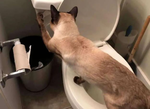 这只暹罗猫咪特喜欢玩冲水马桶，主人很无奈