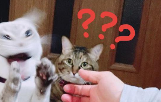 铲屎官一伸出手，白猫就变得超兴奋，一旁的虎斑猫都看懵了 
