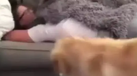 单身狗金毛，总是在我和老婆亲热的时候来凑热闹，主人吃醋不开心