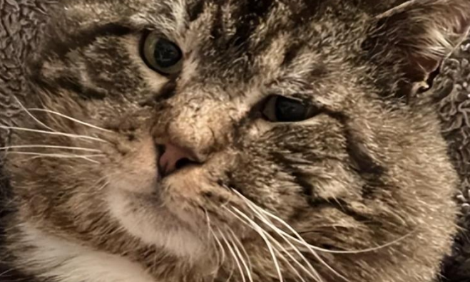 流浪猫咪被举报…居民：“它一天炫八顿！”
