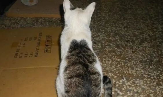 猫中有猫，流浪猫背后竟是猫咪斑纹，网友：真是猫中老大！