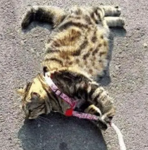 听说遛猫会后悔？网友不信带猫出去转了一圈，结果摊上大事儿了！