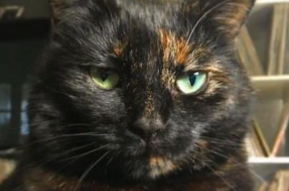 玳瑁猫给主人送礼物，发现主人不喜欢，它改送大叶子！