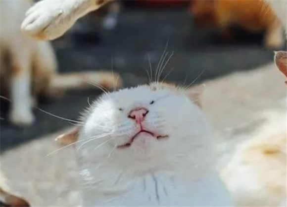 猫咪在表演，一群看热闹的反映绝了