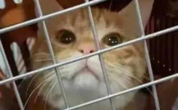 爱猫失踪后，90后女子暗访整条产业链
