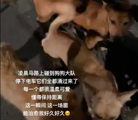 凌晨马路上一群狗狗大队，女生停车它们立马全涌过来