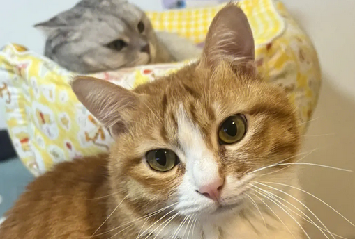 不爱猫的老爹终是抵不过小橘的诱惑……