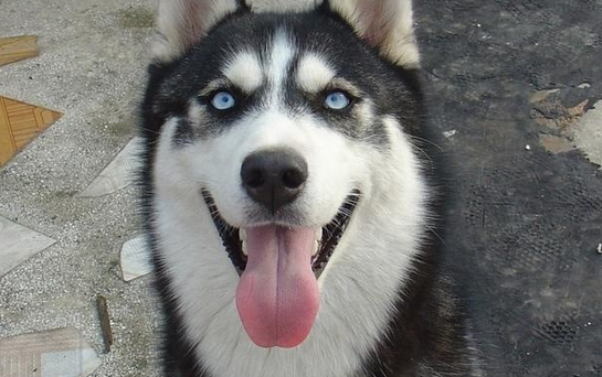 二哈已经是犬界的帅哥美女了，而雪哈更是二哈中的颜值巅峰啊！