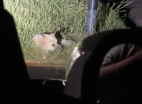 流浪狗担心网友走夜路怕黑，竟主动送她到车旁！