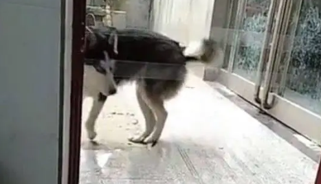 主人想用套路整蛊哈士奇，结果却被二哈实力打脸