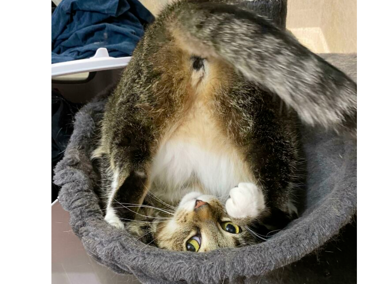 网友说他家缅因猫有人高，本来我不信，直到看到缅因本猫......
