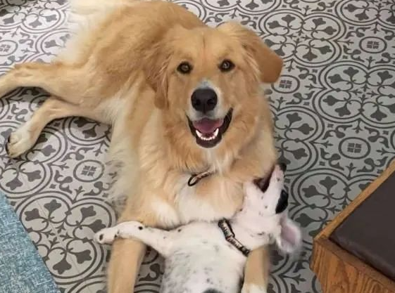 黄金猎犬受不了狗弟弟太调皮，竟然大口含住狗头要它冷静！