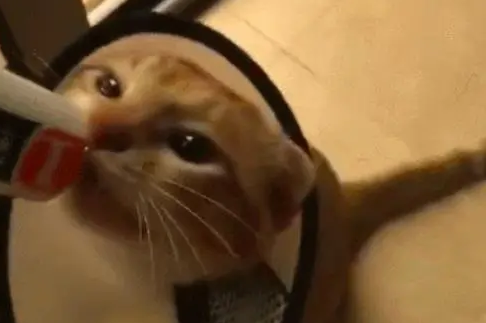 戴耻辱圈也阻挡不了橘猫对营养膏的爱，确认过眼神是真爱无疑了