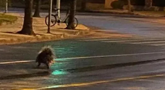 宠物豪猪跑邻居家捣乱 报警才把它制服了