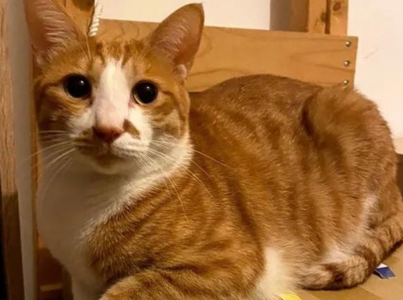 收养了一只流浪橘猫，遭父亲强烈反对，一个月后：这还是我爹吗？