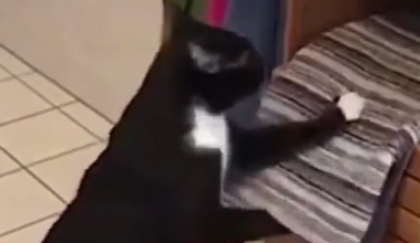 猫咪扔掉所有的毛巾只为这样做，猫：奴才，把地板收拾一下！