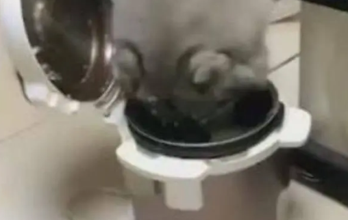 哈士奇趁着主人去拿菜的时候，直接跑去电饭锅里偷吃了起来