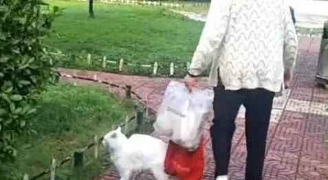 八十多岁老奶奶，每天遛弯喂养流浪猫，坚持六年却被说成没爱心？