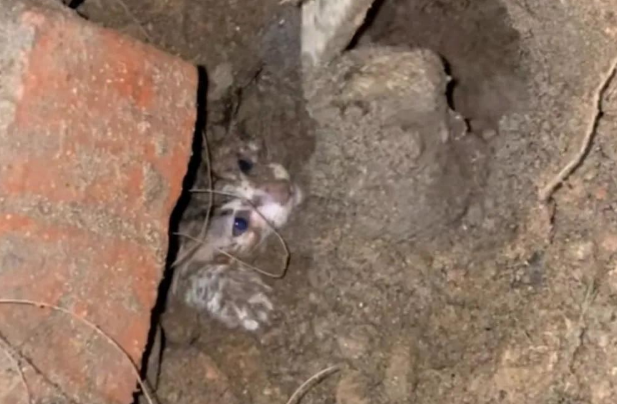 流浪狗刨土救出小奶猫，网友：这是狗狗侠