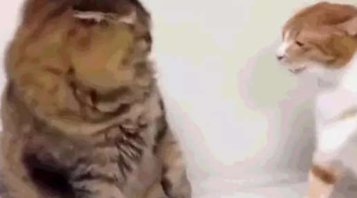 灰猫和橘猫打架，橘猫稳准狠占上风，大嘲花猫：就你那三脚猫功夫 