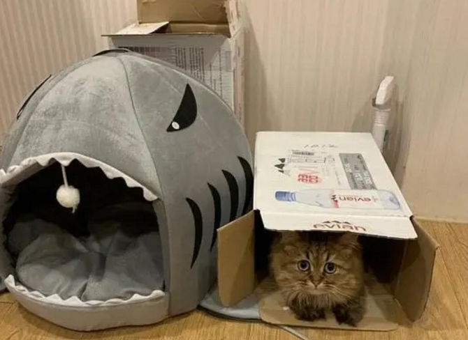 几百块钱的猫窝比不过一个破纸箱，主人无奈：又浪费钱了！