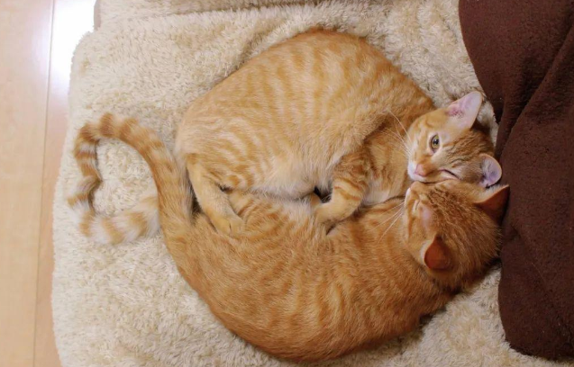 这对橘猫双胞胎必须要抱在一起才能睡着，也许这就叫做如胶似漆吧