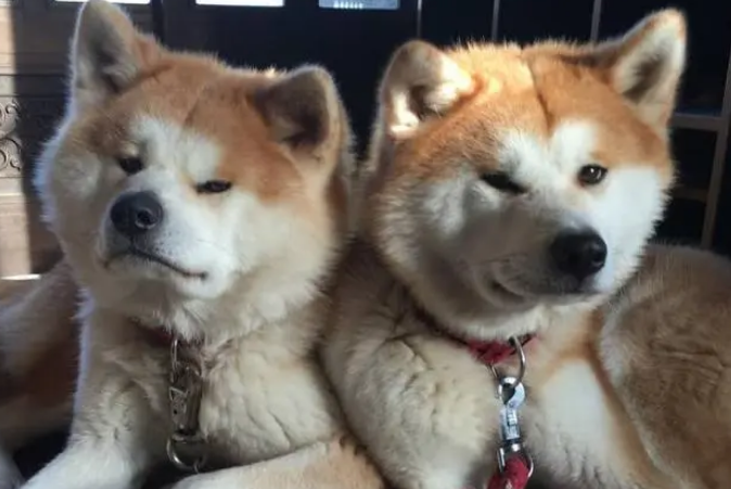 两只秋田犬睡觉总挤一起，连坐车都要争一窗