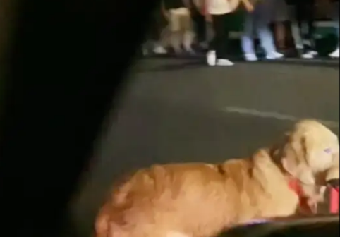 金毛走丢了，叼着牵引绳在马路上四处寻找主人，看起来好着急！
