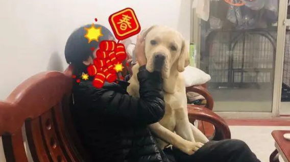 网友着急回家上厕所，不小心把拉布拉多关在门外了！