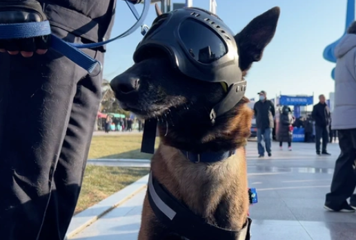 世界冠军来了！短腿警犬也来了！
