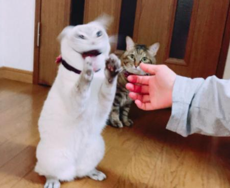 铲屎官一伸出手，白猫就变得超兴奋，一旁的虎斑猫都看懵了 