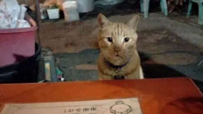 吃宵夜时偶遇橘猫拼桌，大橘点餐模样让人吃惊，一看就是老司机