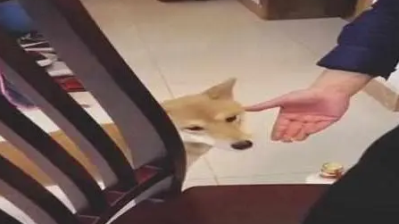 老爸背着妈妈给柴犬吃龙虾，眼神警告网友不许告密