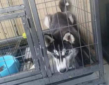 二哈被主人关在笼子里不服气，后来又转变态度求放过
