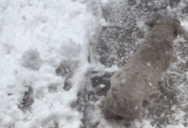 小白狗出门玩雪瞬间变黑煤球…这下知道雪有多显黑了哈哈哈
