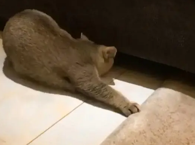 当猫咪第一次看见老鼠玩具，这货的反应真是绝了，猫脸都丢完了