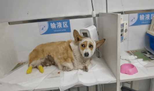 柯基和金毛打架输了，头被绑上绷带还输液，这模样看了让人想笑！